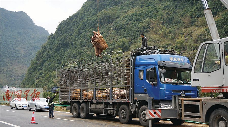 高速路上司机打盹货车侧翻 数十头生猪被压死