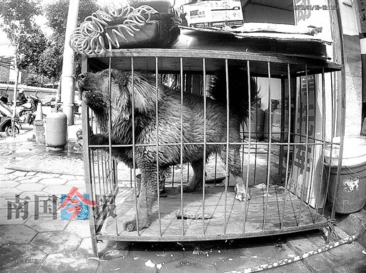 陌生男子走进无人店铺 看门藏獒冲出将其咬伤