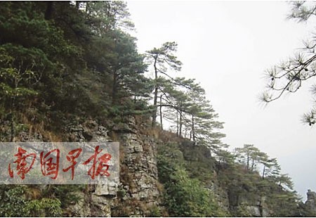 华南五针松天然古树群落面世 600余株树龄超百年