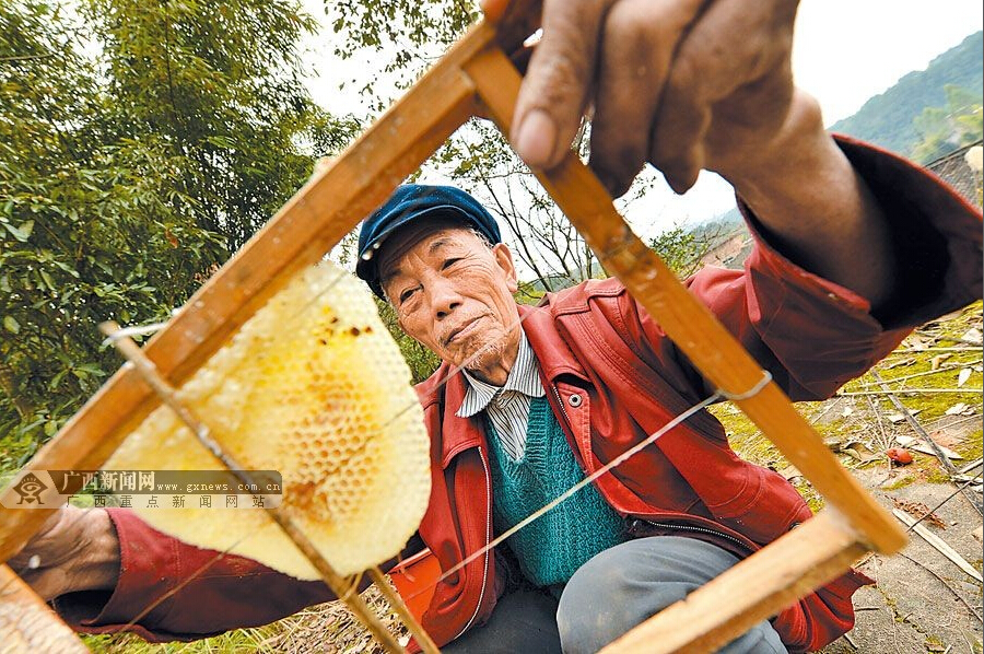 五十一载“蜂情”“野蜂王”的半世“蜂情”