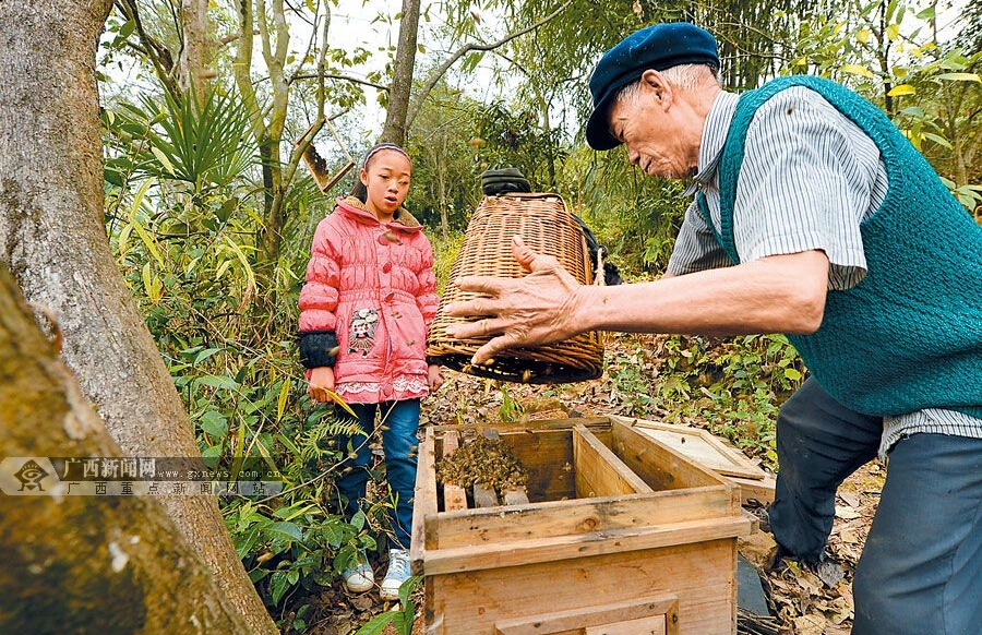 五十一载“蜂情”“野蜂王”的半世“蜂情”