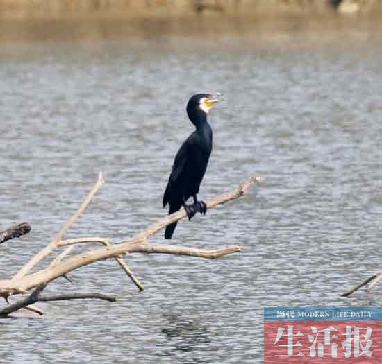 见证“爱情鸟”破镜重圆 记者用了整整3个月