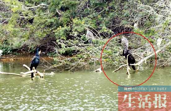 见证“爱情鸟”破镜重圆 记者用了整整3个月