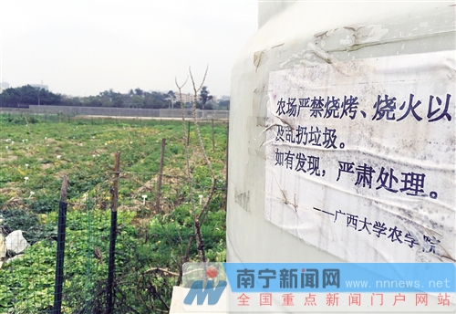 广西大学实验基地变烧烤场 一块地里红薯窑超30个