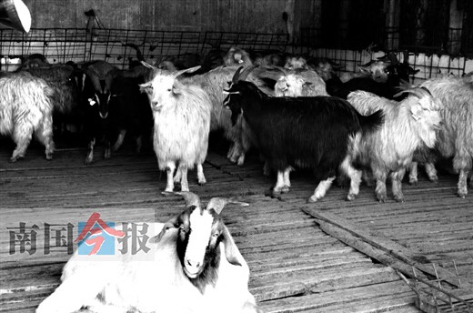 男子伪造合格证从疫区偷运活羊 问题羊被检出布病