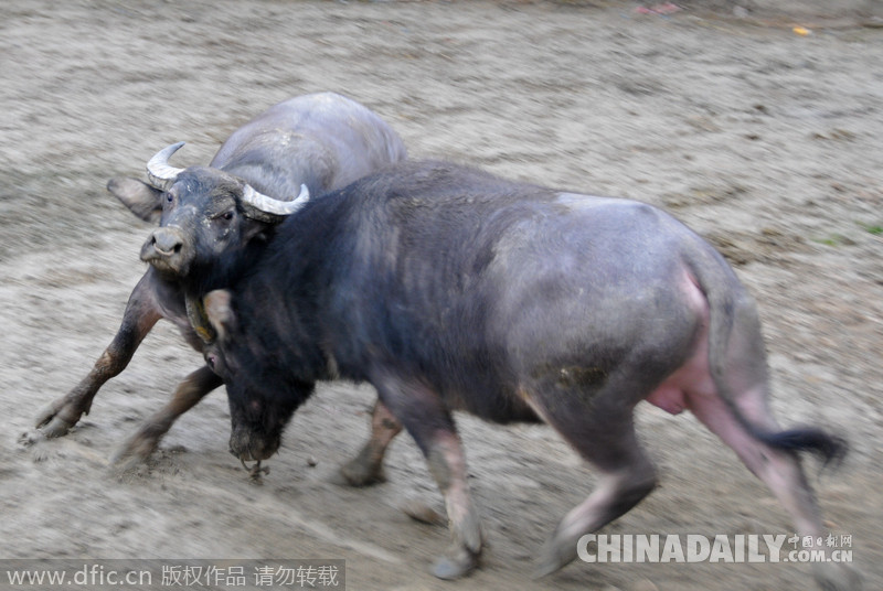 广西三江：侗寨斗牛迎新春