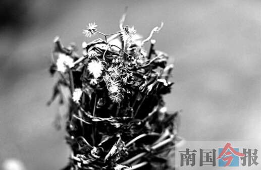 115岁老太或是柳州最老寿星 土法熬制草药水洗澡