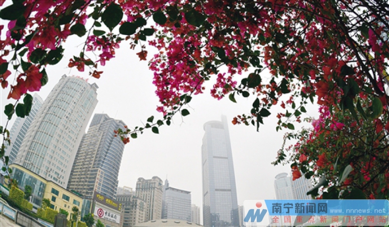 南宁将种植鲜花五百万株 覆盖重要区域和精品道路