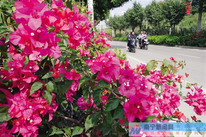 南宁将种植鲜花五百万株 覆盖重要区域和精品道路