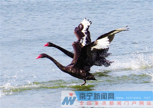 南宁金沙湖景区正式开门迎客 观天鹅摘草莓等你来