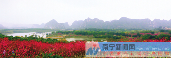 市区可赏花县区有花海 “花样南宁”吸引游客逐香来