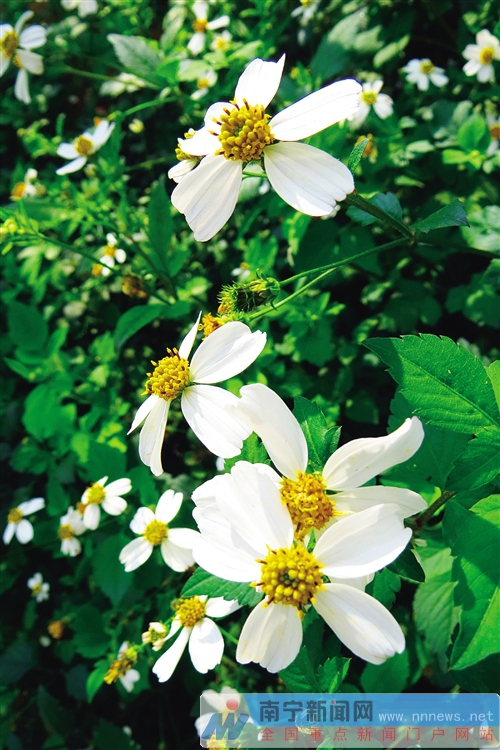 市区可赏花县区有花海 “花样南宁”吸引游客逐香来