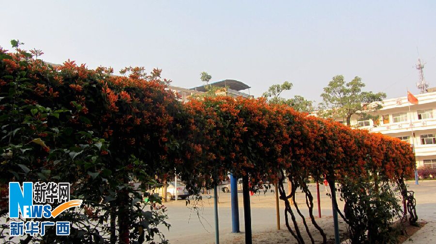 西林：炮仗花开迎新春