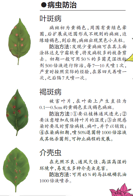 树木认捐认养遭到冷遇 为南宁添绿需要您出一份力