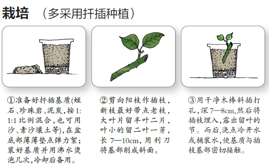 树木认捐认养遭到冷遇 为南宁添绿需要您出一份力