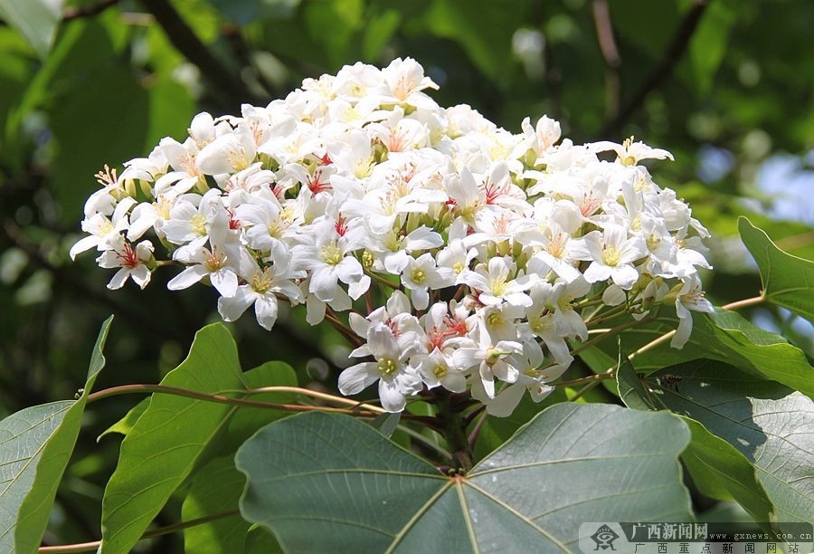广西隆林：梧桐花开挂满枝