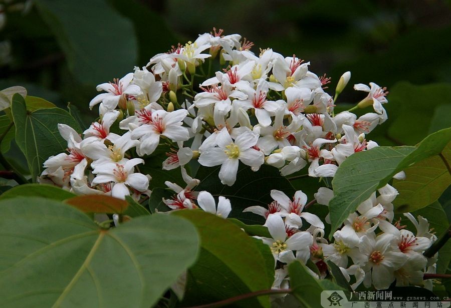 广西隆林：梧桐花开挂满枝