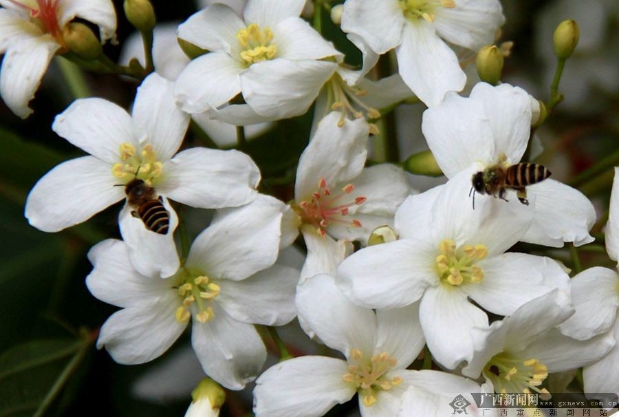 广西隆林：梧桐花开挂满枝