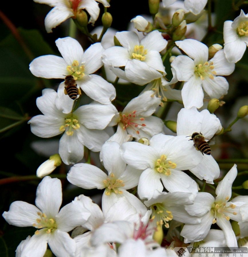 广西隆林：梧桐花开挂满枝