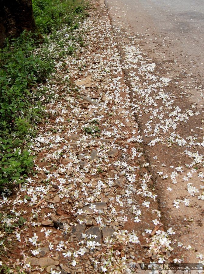 广西隆林：梧桐花开挂满枝