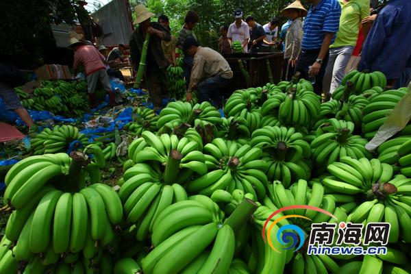 海南企业购3万斤香蕉送福利院学校部队
