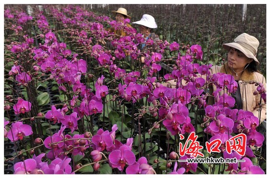 海口血统兰花上市 设专卖店方便市民购花