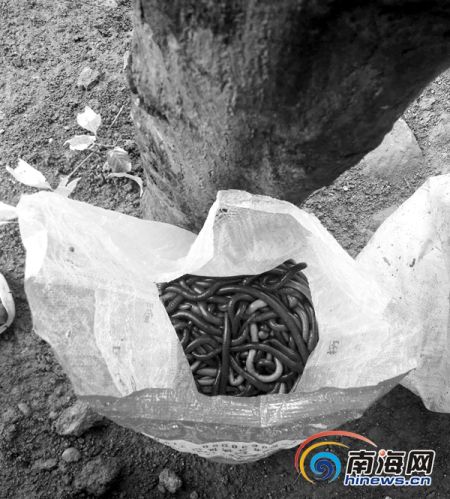 文昌公路旁暗藏蚯蚓收购点 称月要一千斤也能收到