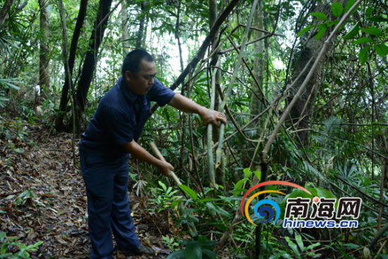 万宁汉子们坚守原始森林22年 32名护林员12名