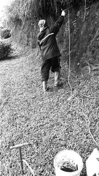 蚯蚓杀手又现身文昌 收购点几小时收两三千斤