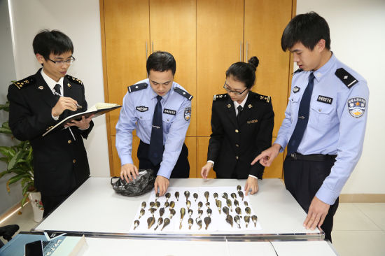 图为查获的熊胆。海关供图 中新网海南频道12月29日电(吴昊) 记者从海口海关获悉,该关隶属三亚海关凤凰机场旅检现场25日查获一批非法入境野生黑熊熊胆,为该关首次查获此类案件。 三亚海关旅检现场工作人员在执行入境航班监管任务时,经过旅客舱单系统分析、现场布控及X光机检查开箱确认,在一名中国籍旅客所携带的行李箱内查获熊胆53个,重1.