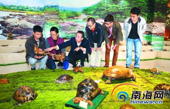 海南建立中国首家专业龟鳖博物馆 收集150多标本