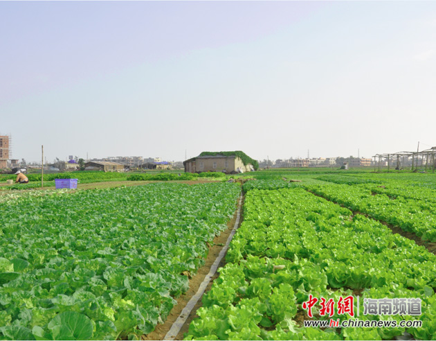 美兰瓜菜生产“全线飘红” 叶菜大量上市保障供应 - 中国在线