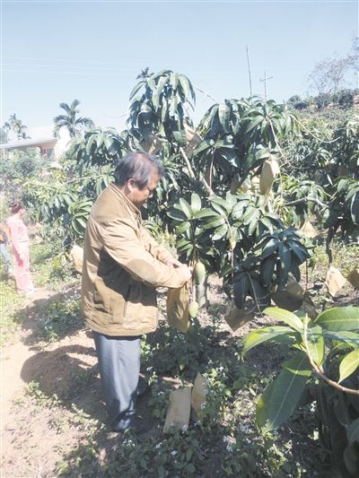 三亚推广套袋技术配套扶持资金 套袋芒果价翻