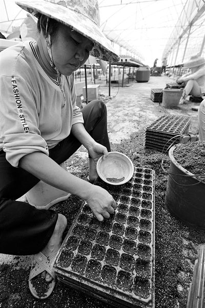 水培蔬菜缓解供菜难题 海南有望摘掉 菜价贵 帽