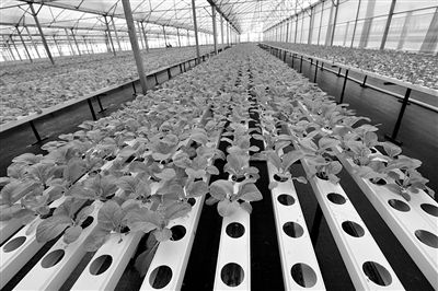 水培蔬菜缓解供菜难题 海南有望摘掉 菜价贵 帽