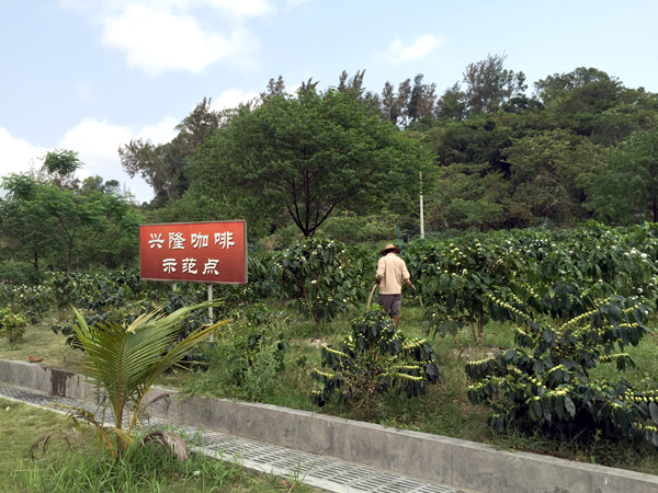 品牌弱化产能萎缩“李鬼”横行：拿什么拯救你兴隆咖啡？