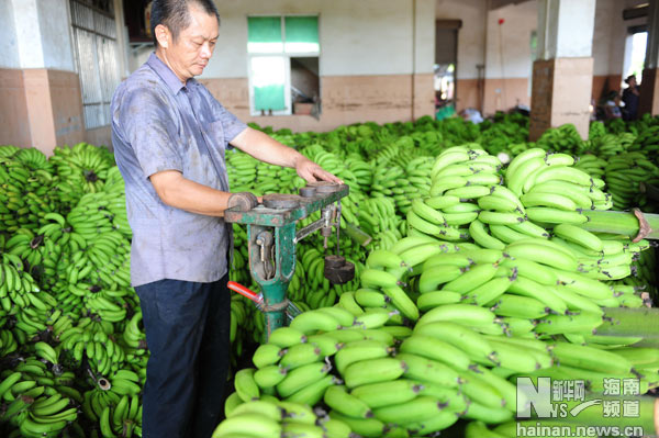 海南香蕉收获进入尾声 蕉价呈上涨走势