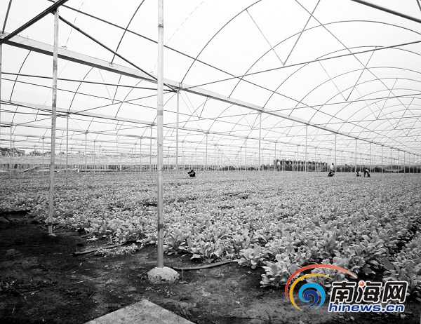 海口东山镇人口_海口东山镇规划图(2)