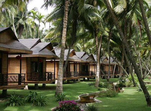 椰树王国东郊椰林