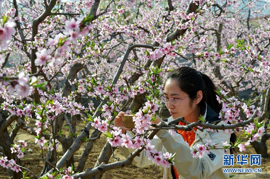 桃花开 享春光