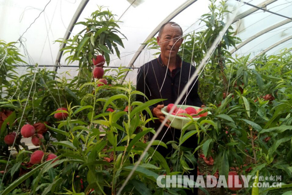 唐山乐亭小鲜桃变身金疙瘩