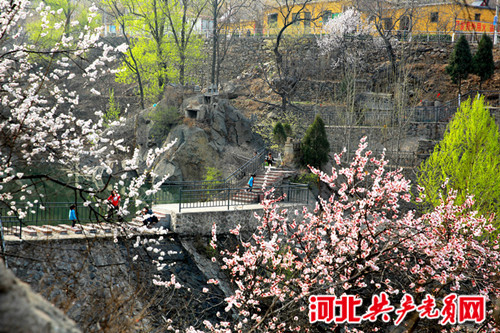 河北棋盘山第十届杏花节即将启幕