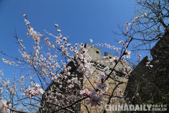 承德滦平第四届“金山岭长城国际杏花节”开幕