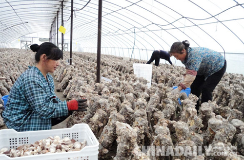 承德平泉：科技创新助力企业转型升级