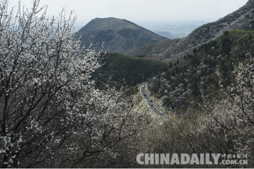 唐山迁安：野绿引得游人醉