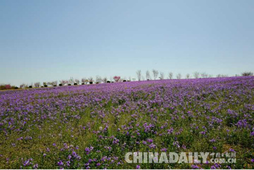 首届樱花文化旅游节在唐山开幕 共展出20余种樱花