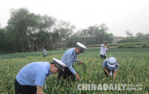 邯郸鸡泽交警下地“打蒜薹”扎实开展“两学一做”活动