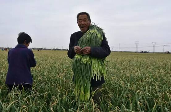 邯郸永年县十万亩蒜薹丰收蒜农乐