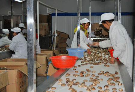 河南西峡小香菇做成大产业 南阳检疫局倾力扶持