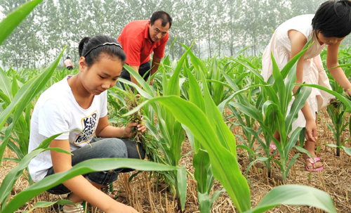 河南平舆县:暑假让学生走进田野 体验劳动艰辛
